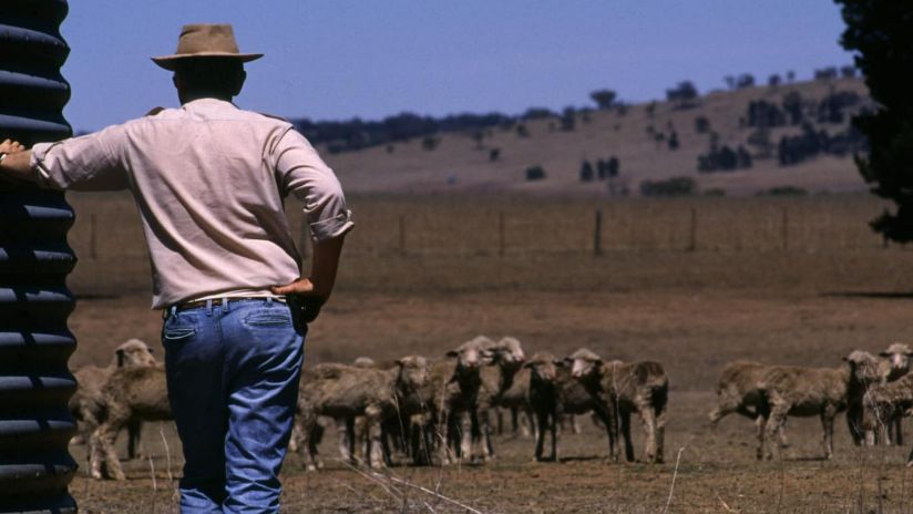 A farmer looks out at sheep on his property in a time of drought.